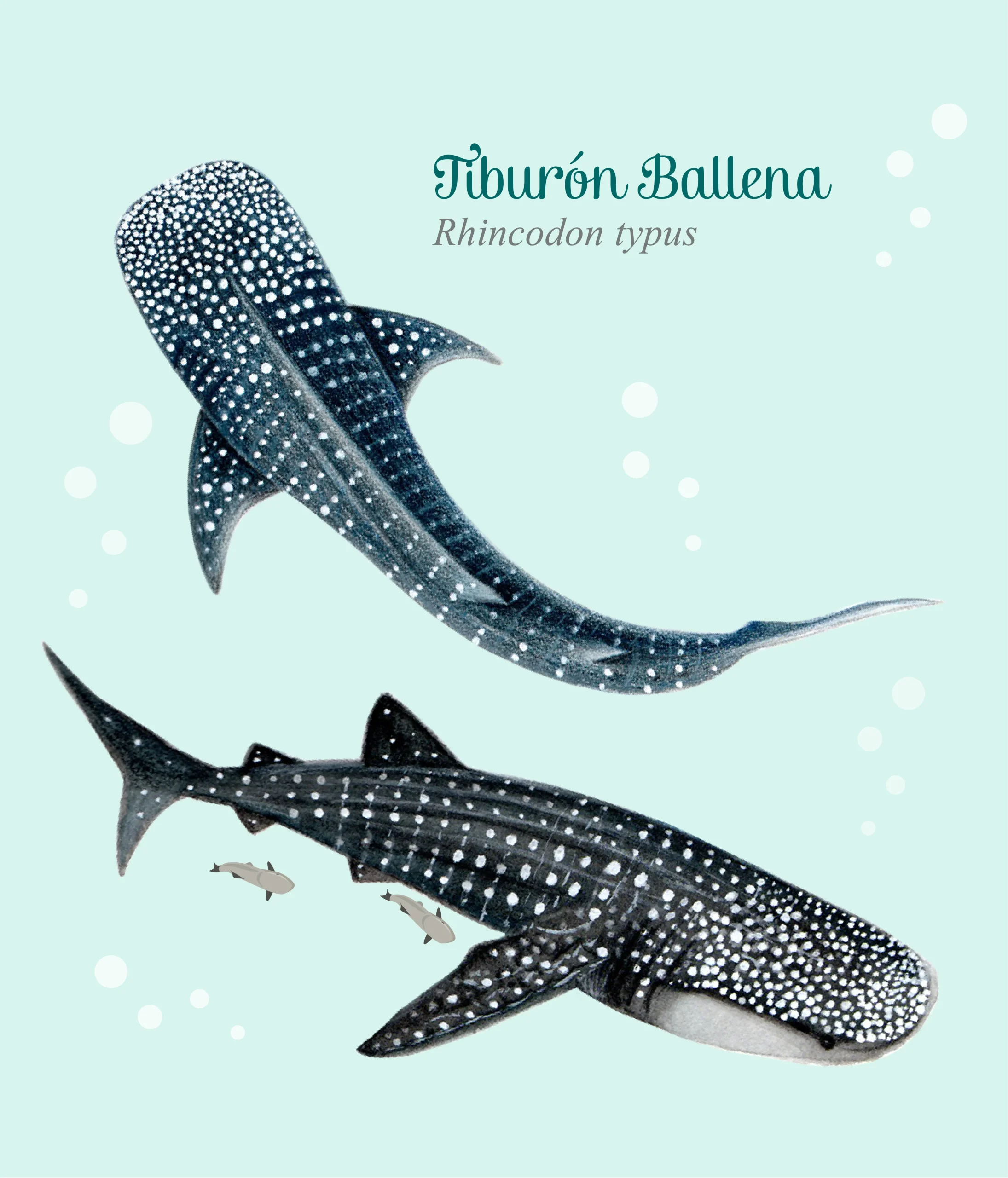 Imagen de la ilustración del Tiburón Ballena hecha a mano, diseño que muestra un costado y una vista superior. Un trabajo de Objetos Poéticos
