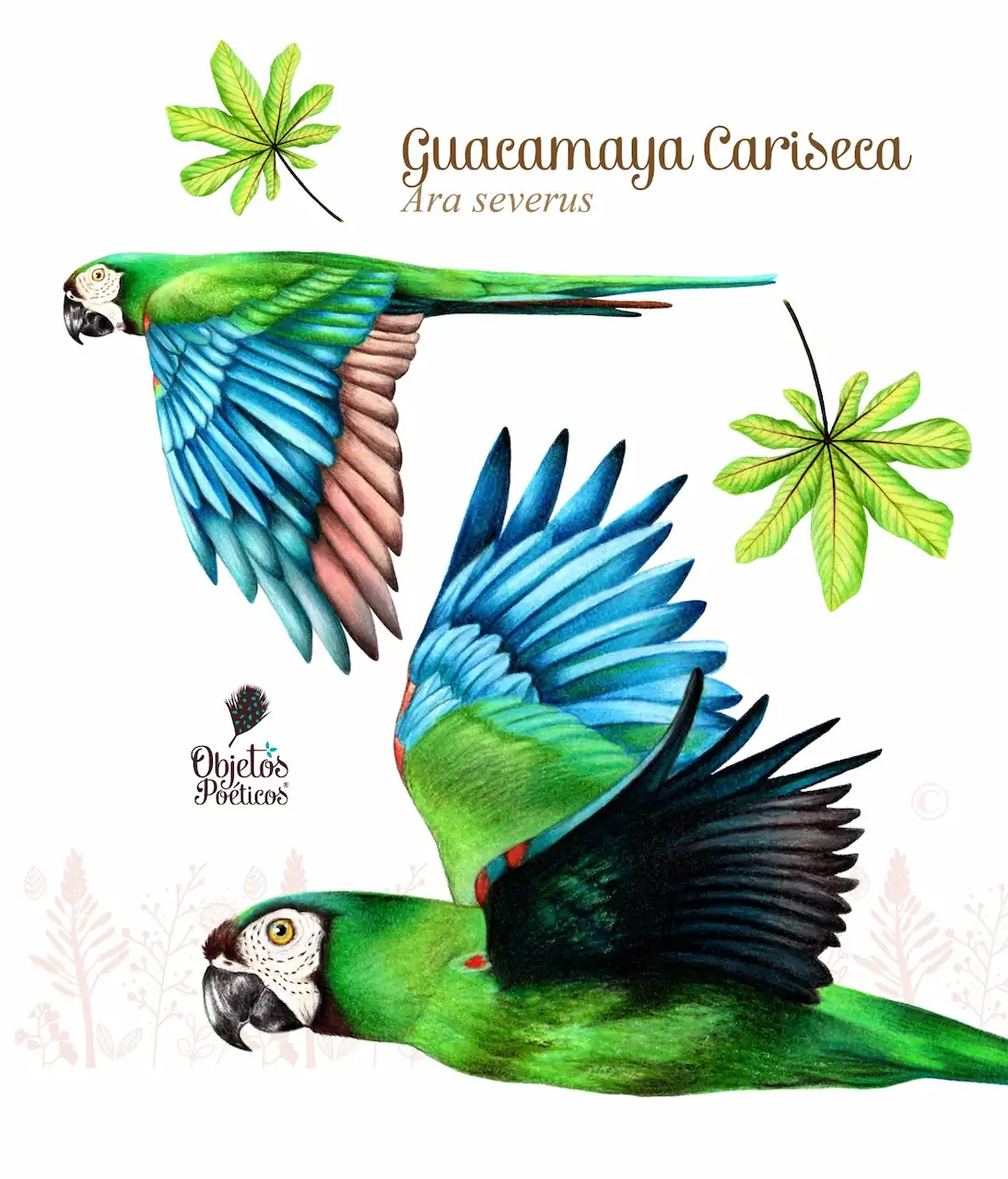 Imagen de la Guacamaya Cariseca, diseño de Objetos Poéticos.