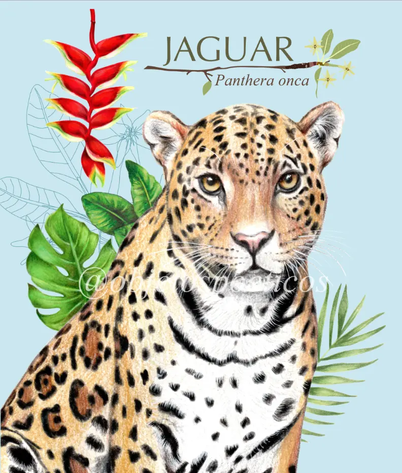 Ilustración del Jaguar (Panthera Onca), diseño de Objetos Poéticos.