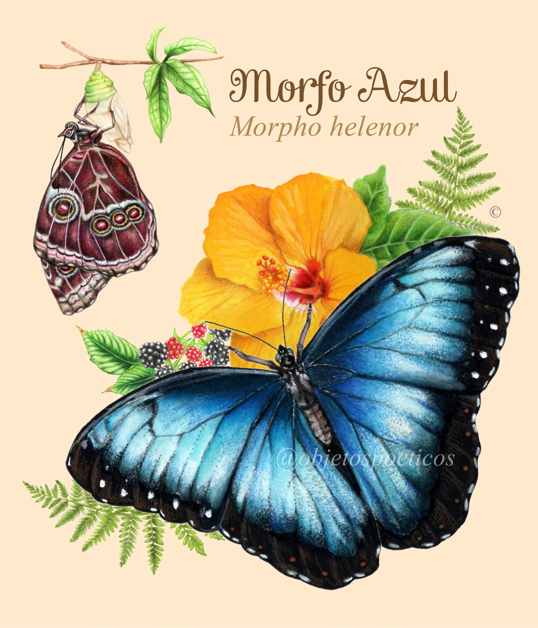 Imagen de la composición de la ilustración de la Mariposa Morfo Azul con alas extendidas y con las alas recogidas; ilustración hecha a mano con lápices de colores, de Objetos poéticos