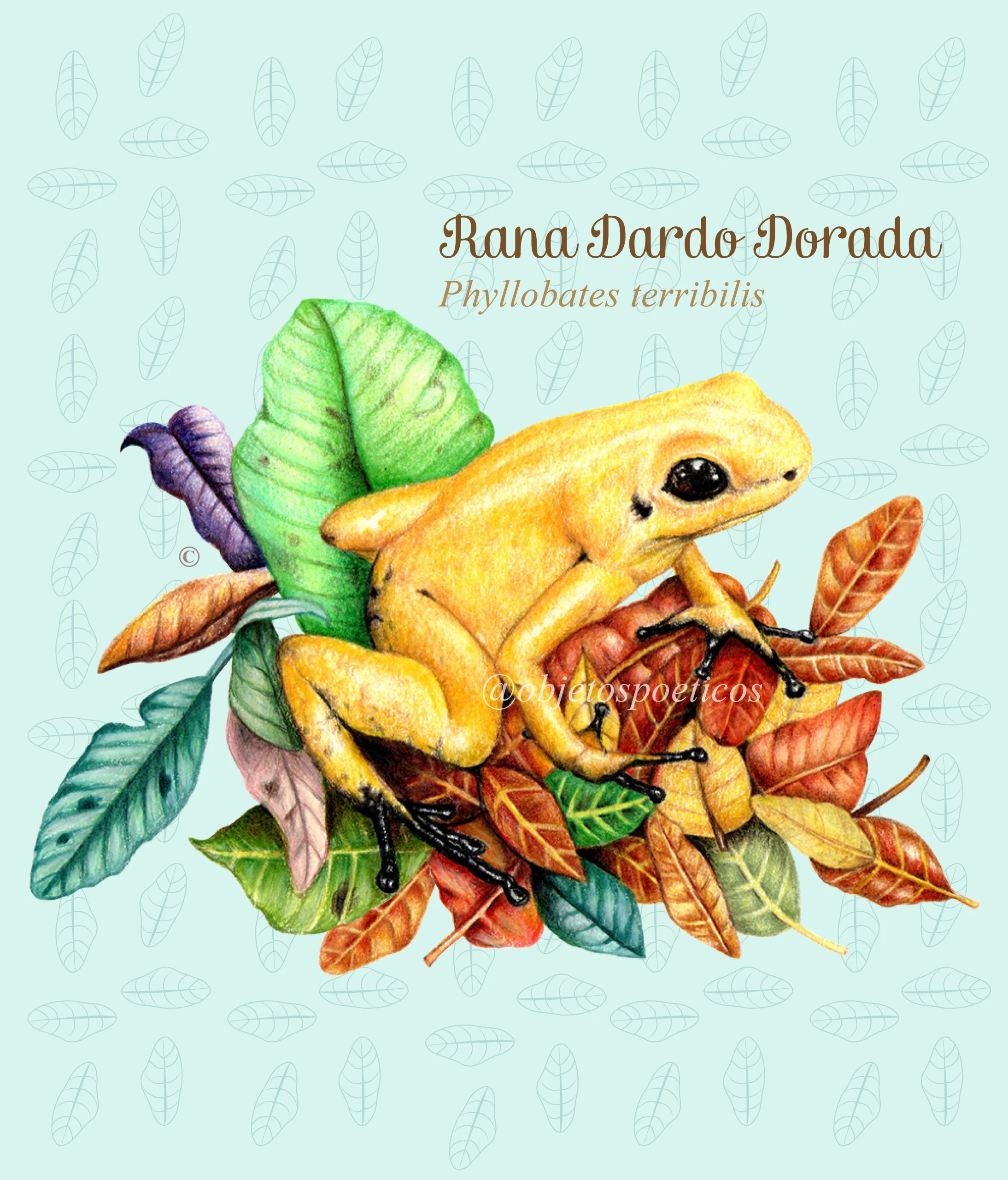 Ilustración de la rana dardo dorada. especie endémica de Colombia, diseño de Objetos Poéticos.