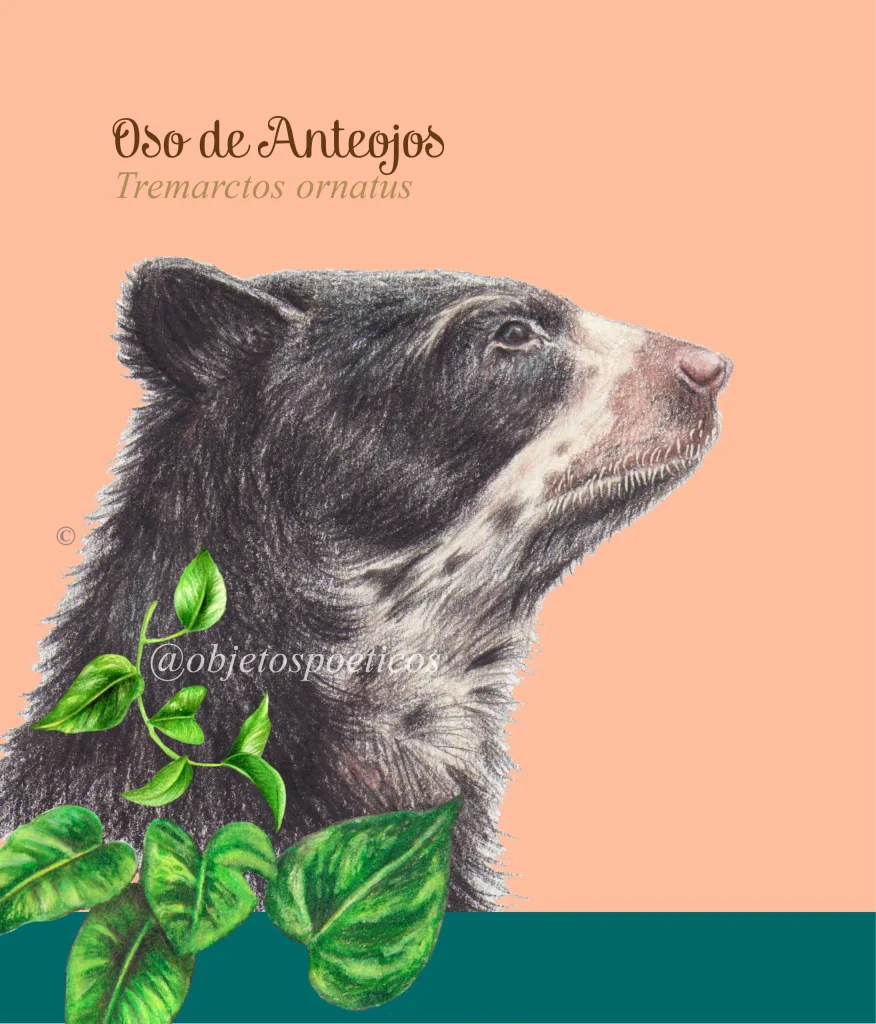 Oso de Anteojos, u oso Andino, diseño de Objetos Poéticos.