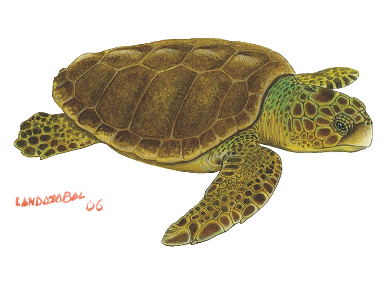 Ilustración de la Tortuga marina Cabezona, Obra propiedad de César Landazábal 2006