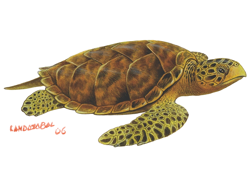 Ilustración de la Tortuga marina Carey, Obra propiedad de César Landazábal 2006