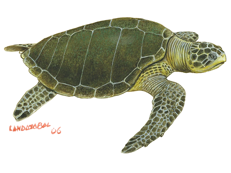 Ilustración de la Tortuga marina Golfina, Obra propiedad de César Landazábal 2006