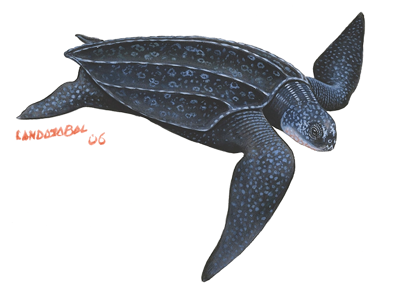 Ilustración de la Tortuga marina Laud, Obra propiedad de César Landazábal 2006