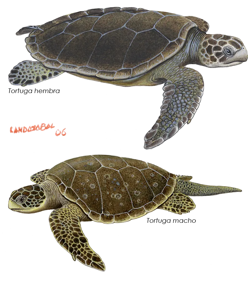 Ilustración de la Tortuga marina Verde, Obra propiedad de César Landazábal 2006