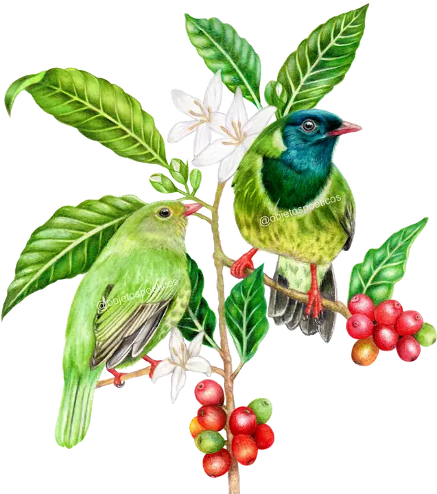 Imagen de la pareja de aves Frutero verdinegro posadas en una rama de café. Diseño original de Objetos Poéticos - Ilustradora María Cristina Reyes.