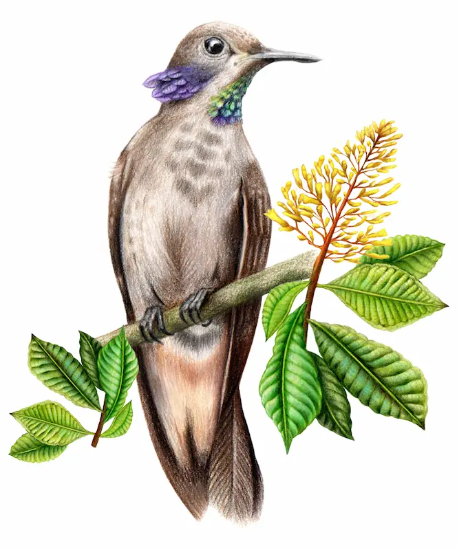 Imagen de un colibrí Chillón Pardo, diseño de Objetos Poéticos.