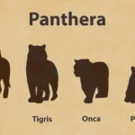 Comparativo de tamaños de los grandes felinos: León, tigre, jaguar, leopardo