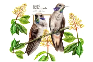 Ilustración original del colibrí chillón pardo, de Objetos Poéticos.