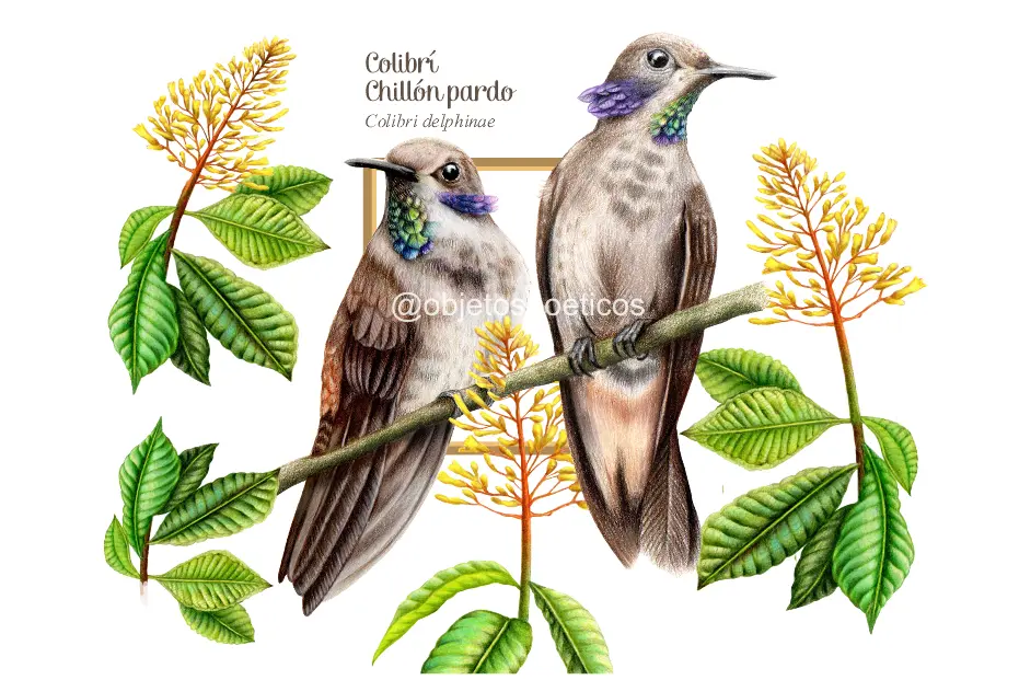 Ilustración original del colibrí chillón pardo, de Objetos Poéticos.